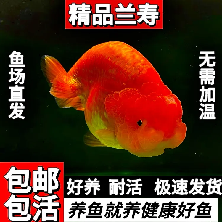 兰寿金鱼/1条/淡水冷水观赏鱼好养耐活