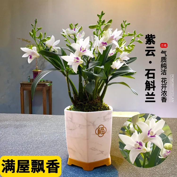 紫云石斛冬带花带盆洁白石斛紫色花心好养易活室内外花卉绿植盆栽