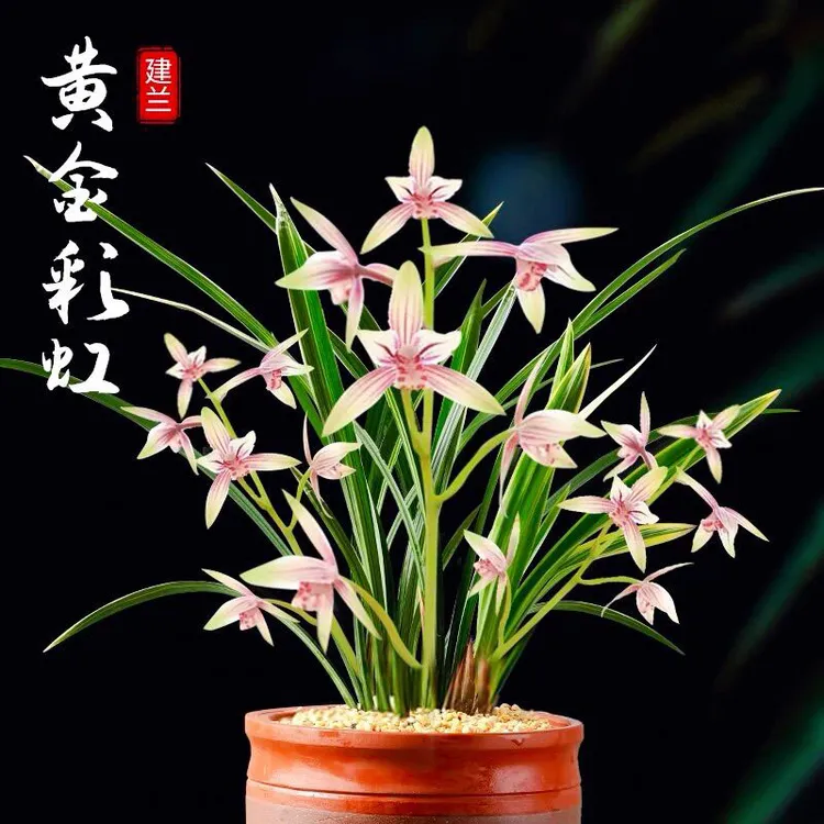 黄金彩虹 带多花带盆种好 刘阁兰花苗建兰四季兰金边花卉绿植盆栽