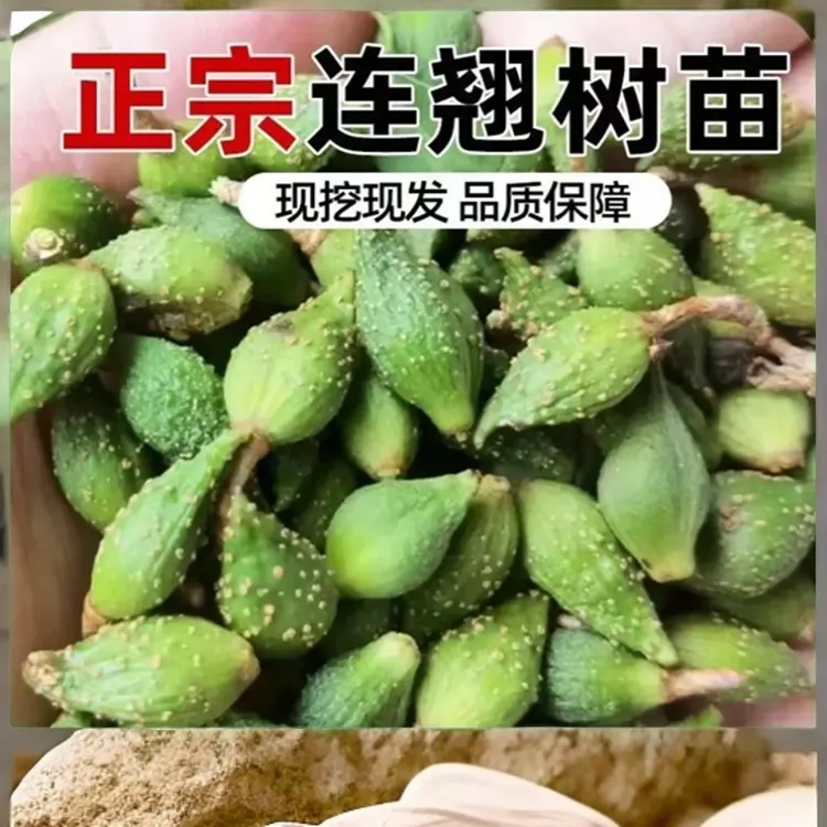 药用连翘苗科研5号大果连翘树苗连翘树地栽大果连翘树苗旱地种植