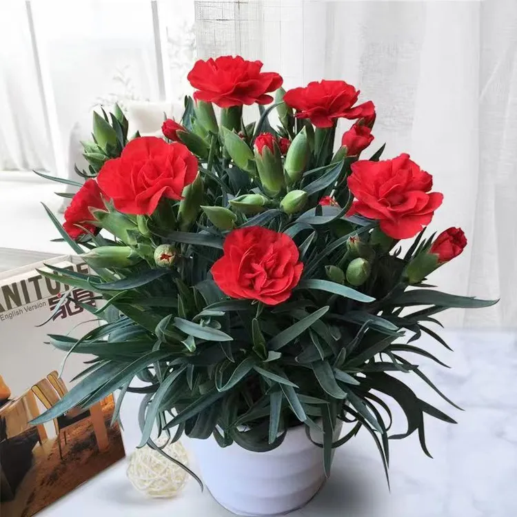 康乃馨盆栽带花苞石竹花苗室内阳台多色绿植好养四季开花植物花卉