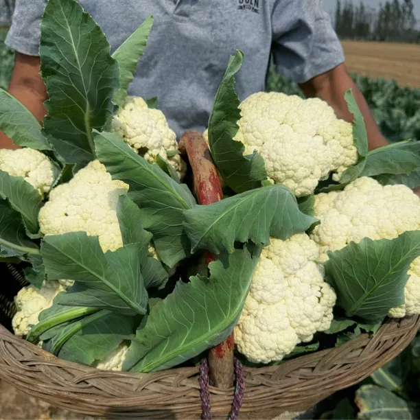【花菜】露天种植应季散花菜现砍现发新鲜采摘青梗松花菜