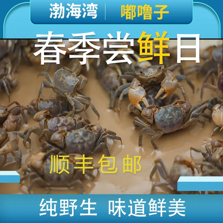 【嘟噜子】渤海湾新鲜嘟噜子/发财蟹/黄眼蟹（全国顺丰包邮）