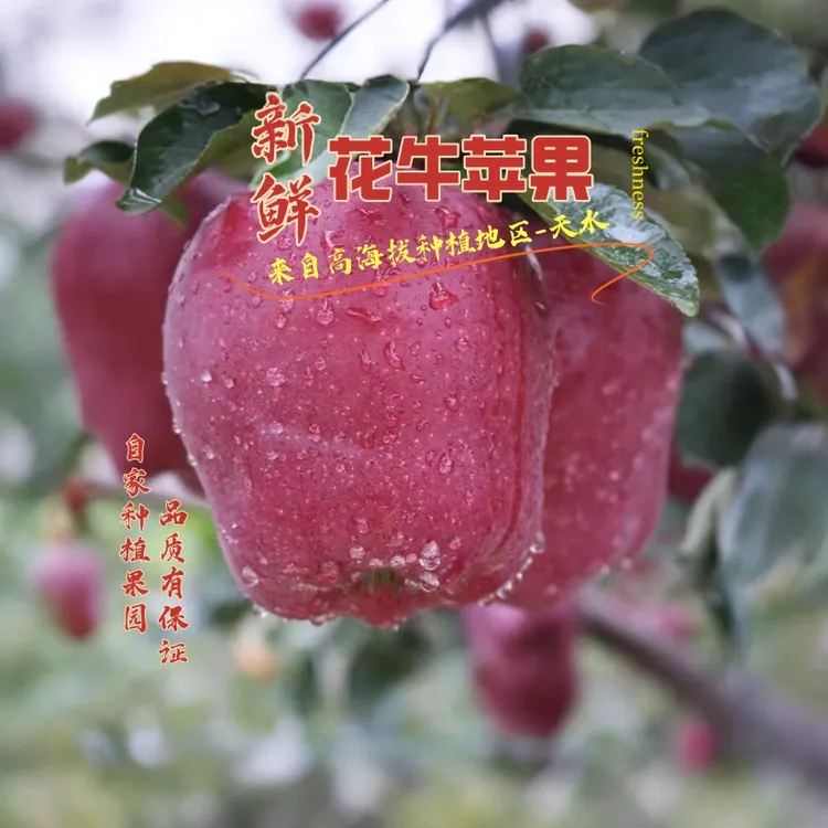 【2025新果】甘肃天水花牛苹果当季新鲜水果脆甜蛇果高山红苹果