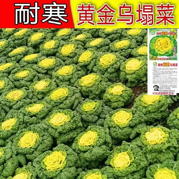 【买1包送1包黄心乌塌菜种子】耐寒菊花心菜籽种易种黄金乌蔬菜种子