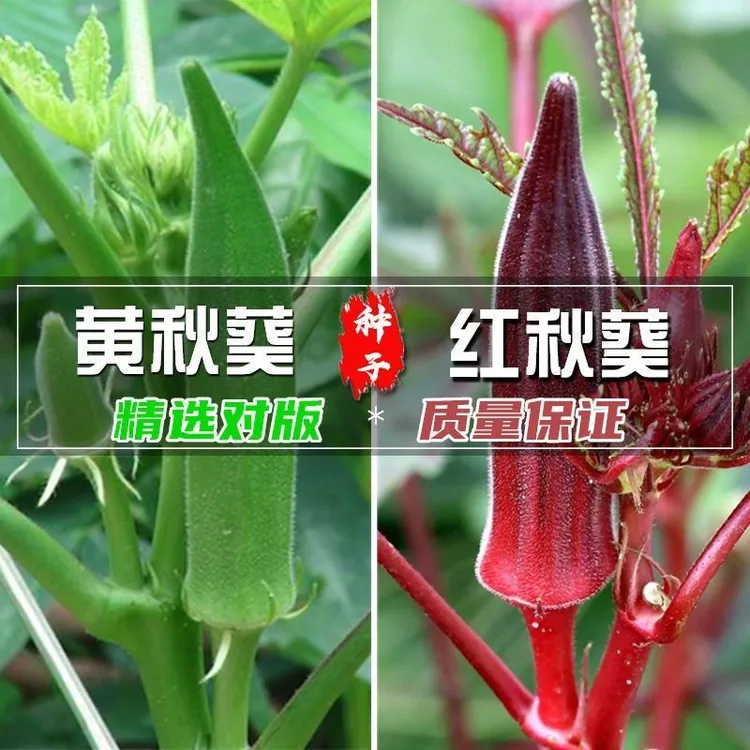 【买1包红秋葵送1包黄秋葵种子】大田农家四季盆栽庭院蔬菜种孑高产