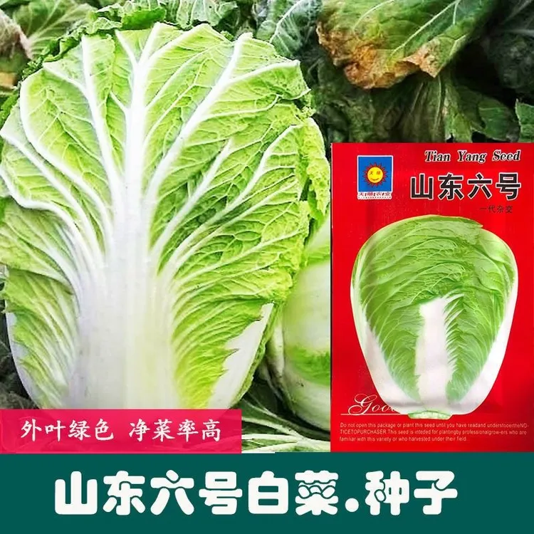 【买1包送1包山东六号白菜种子】 农家高抗白菜品种易种植白菜种子