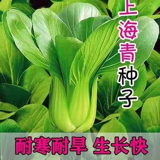 【买1包送1包上海青种子】菜种子农家阳台庭院四季播种蔬菜种子