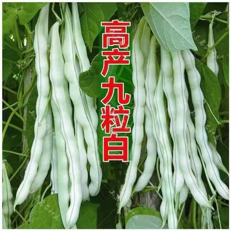 九粒白种子老来少豆角种籽豆角四季豆春秋高产农家豆角种子淡绿色