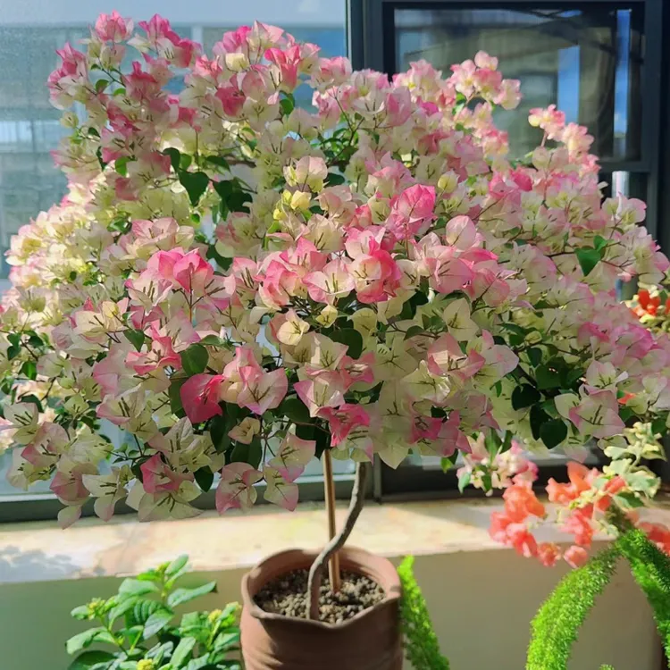 三角梅绿樱爬藤爬墙飘枝勤花小苗包对版不包活