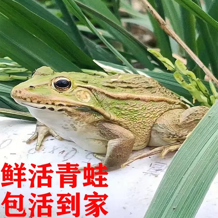 【包活到家】青蛙鲜活稻田青蛙 新鲜田鸡包活到家烧烤食材散养食用