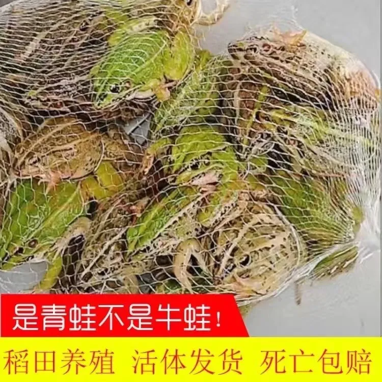 【包活到家】【大蛙】青蛙鲜活 稻田青蛙 新鲜田鸡稻田蛙散养食用