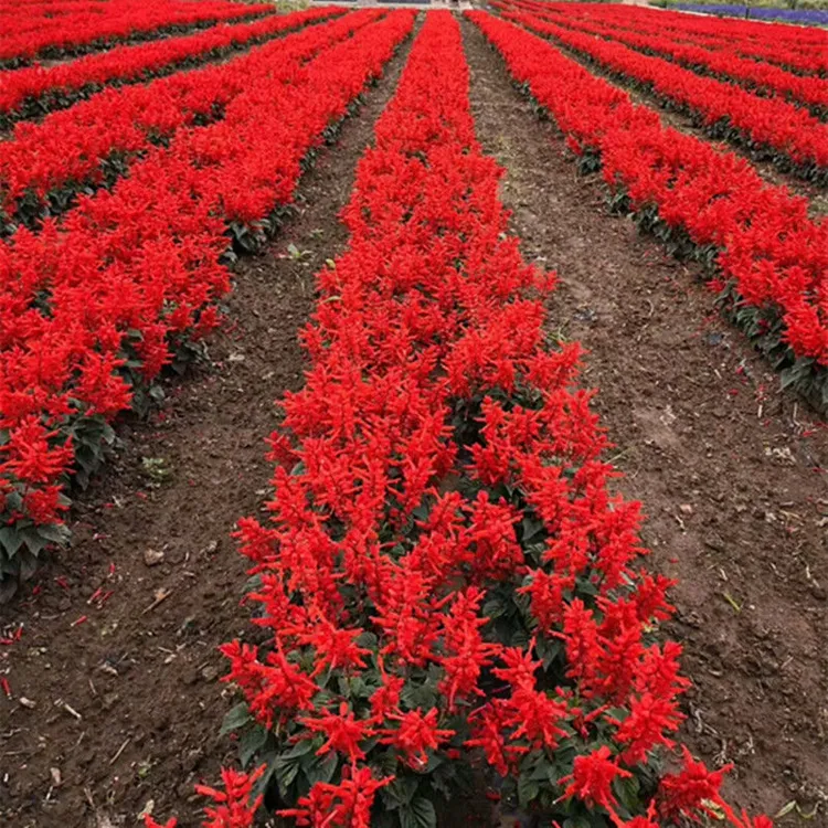 一串红种子矮串红四季播易种耐寒庭院室外花卉盆栽植物象牙红花籽