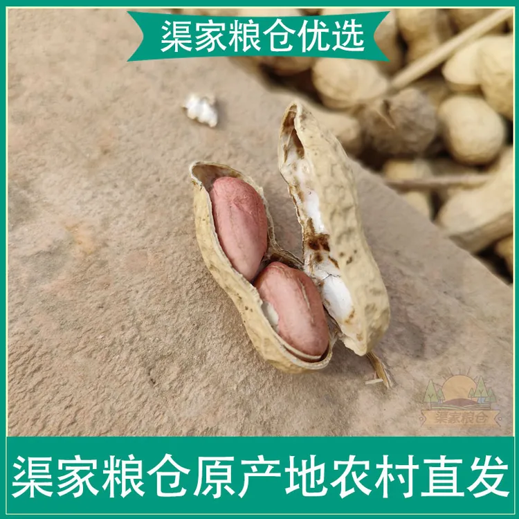 2024新花生自然晒干纯花生米农村沙土地自种花生颗粒饱满自然晒干