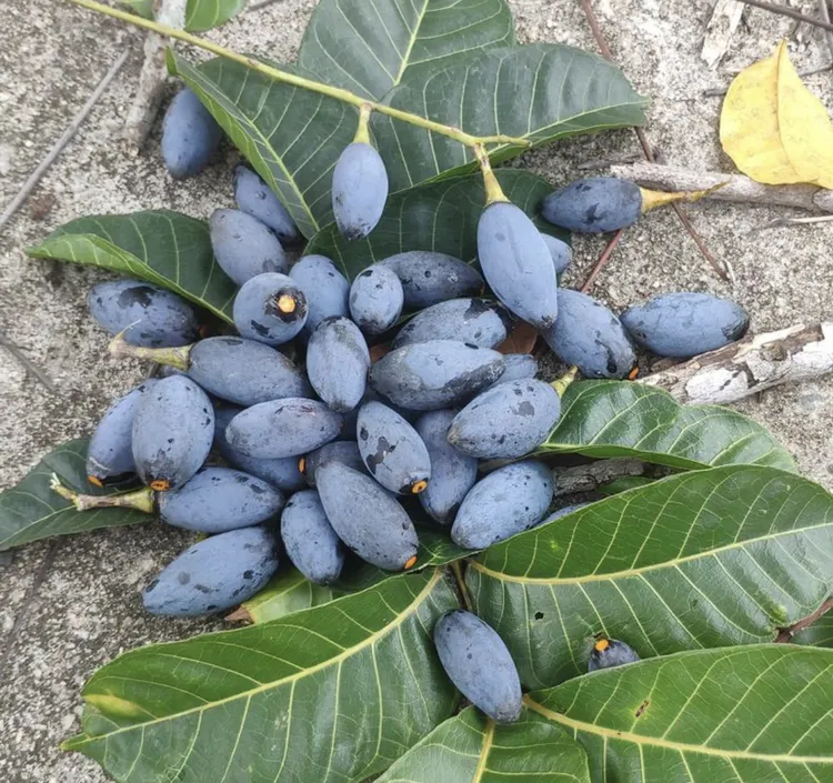 德庆农家乌榄角-可蒸排骨可蒸土鸡肉（多种农产品）