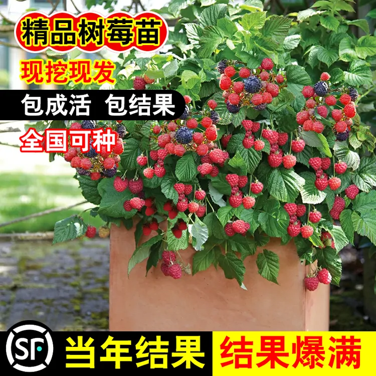 树莓苗双季覆盆子果树苗盆栽地栽南北方种植当年结果红黄黑树莓苗