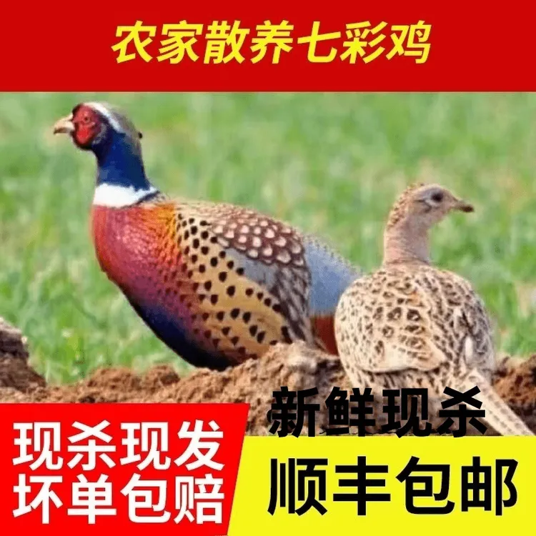 【顺丰冷链包邮】农家正宗七彩山鸡现杀散养山鸡新鲜散养1.6-2.5斤