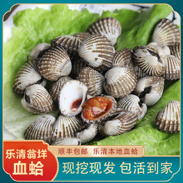 正宗血蛤温州乐清血蚶鲜活丝蚶海鲜特产贝类水产海鲜花蛤温州司蛤