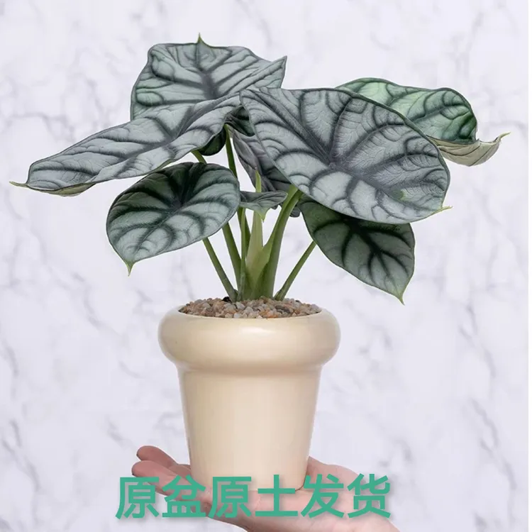 白犀牛海芋盆栽办公室内客厅桌面绿植物网红忍者海芋热带四季好养