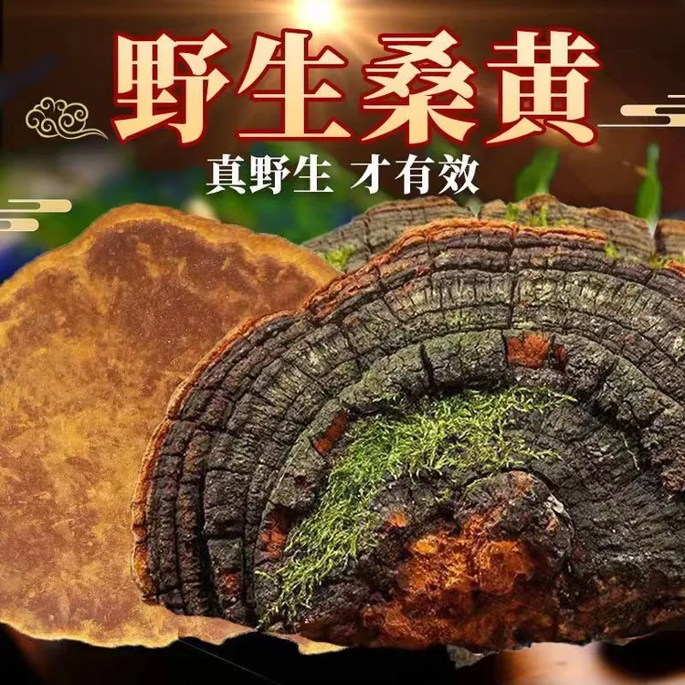 正宗纯野生桑树桑黄藏桑树桑黄优选泡水喝100g-500g克