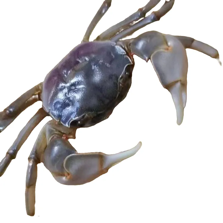 昌邑北海咸嘟噜子（发财蟹）鲜活腌制嘟噜子3斤顺丰包邮