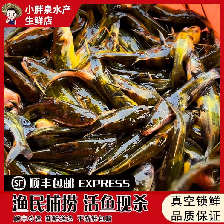 鲜鱼生态鱼现杀鲜活黄颡鱼黄骨鱼昂刺鱼昂针鱼黄辣丁鱼保鲜盒顺丰