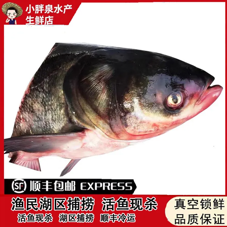胖头鱼头原生态湖区湖区生长胖头鱼鱼头剁椒鱼头2.5-9斤鱼头