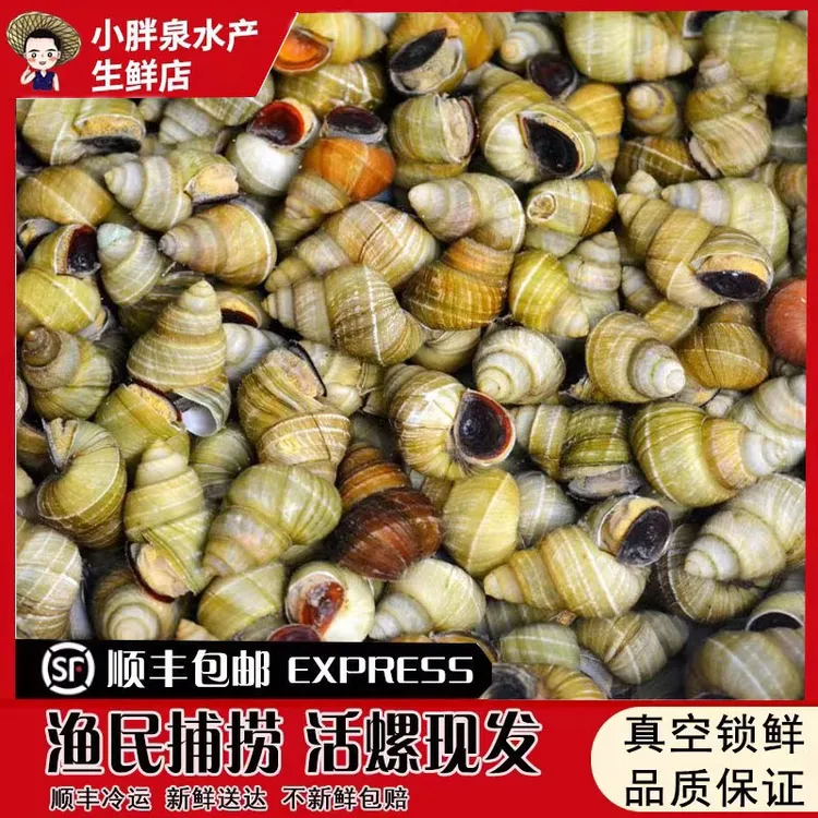 顺丰微山湖清水螺新鲜活体包活螺蛳石螺田螺螺蛳粉专用螺蛳肉饭店