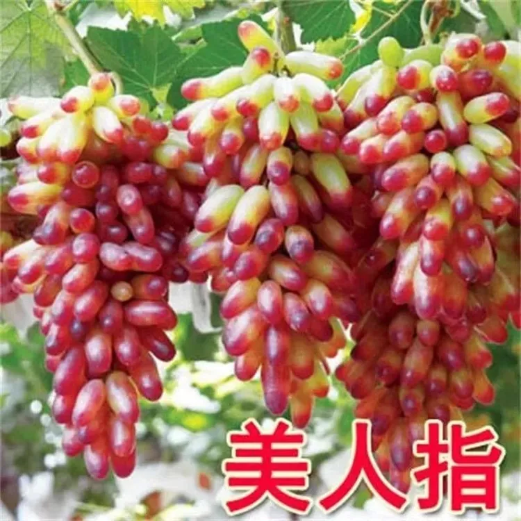 美人指葡萄特大爬藤葡萄树苗南方北方盆栽地栽四季种植果树庭院