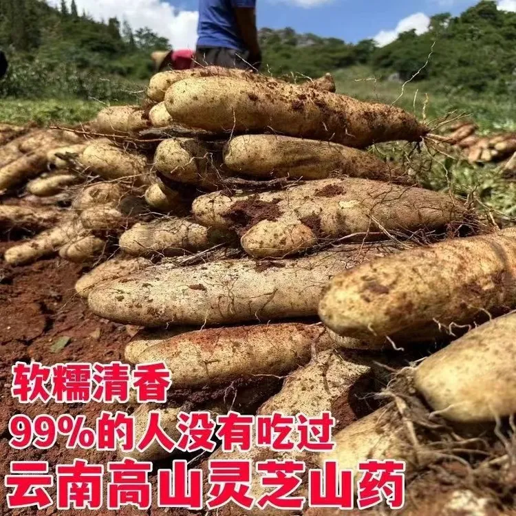正宗云南灵芝山药现挖农家糯米山药菜山药新鲜时令蔬菜大根1-9斤
