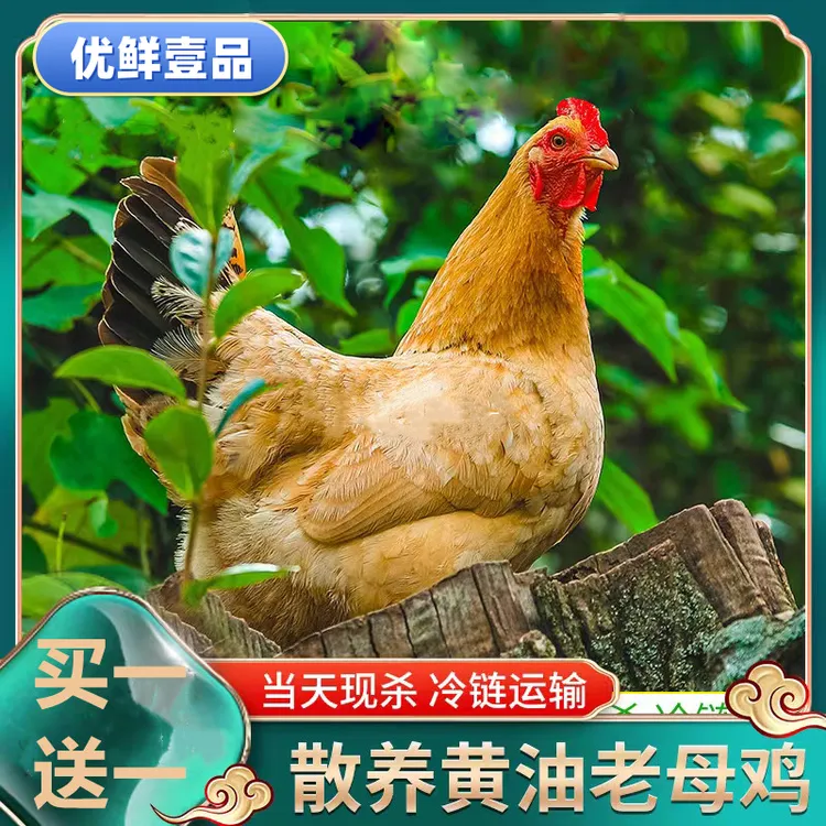 【老母鸡】鲁西放养南黄脚黄油土鸡老母鸡2只4.5-5斤两年老母鸡