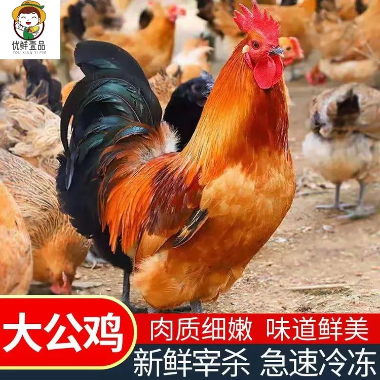 【大公鸡】黑脚大公鸡净重两只6斤以上顺丰
