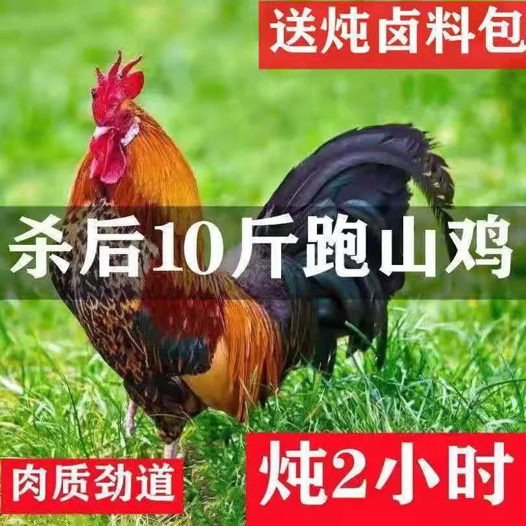 【散养两年老公鸡】正宗农村老公鸡现杀新鲜鸡肉土鸡走地鸡土公鸡
