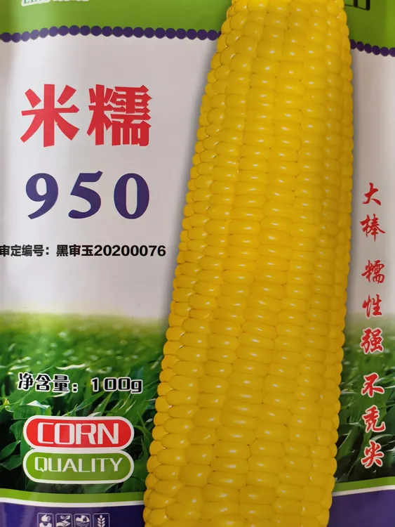 米糯950种子黑审