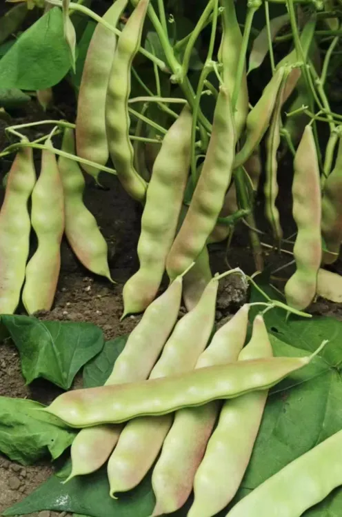 盛丰8号豆角种子早熟高产条款肉厚好吃