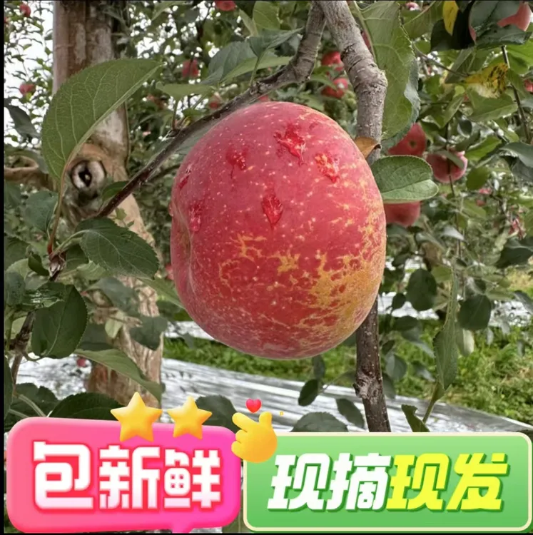 云南昭通糖心丑苹果现摘现发