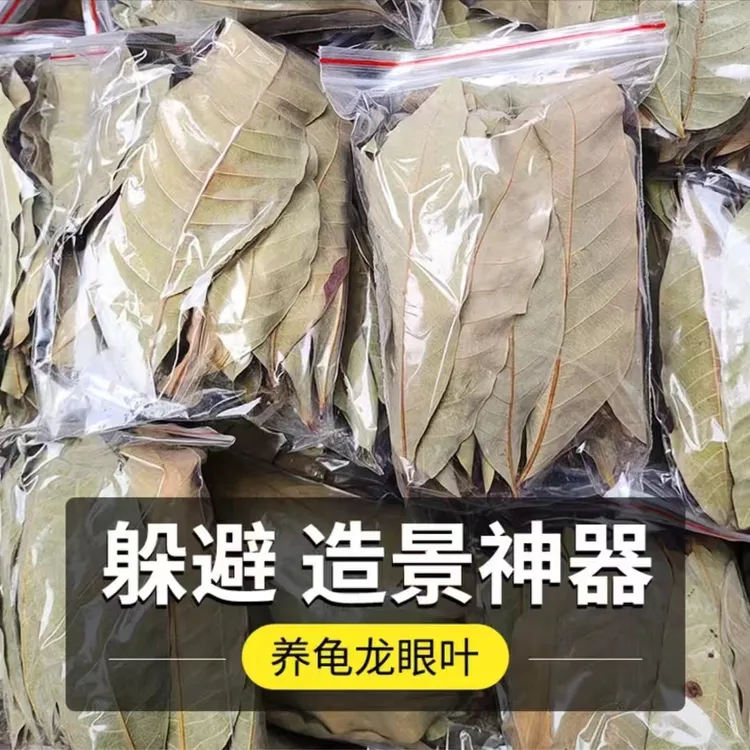 龙眼叶养龟专用预防腐皮改善水质绿色造景树叶子乌龟躲避神器免煮