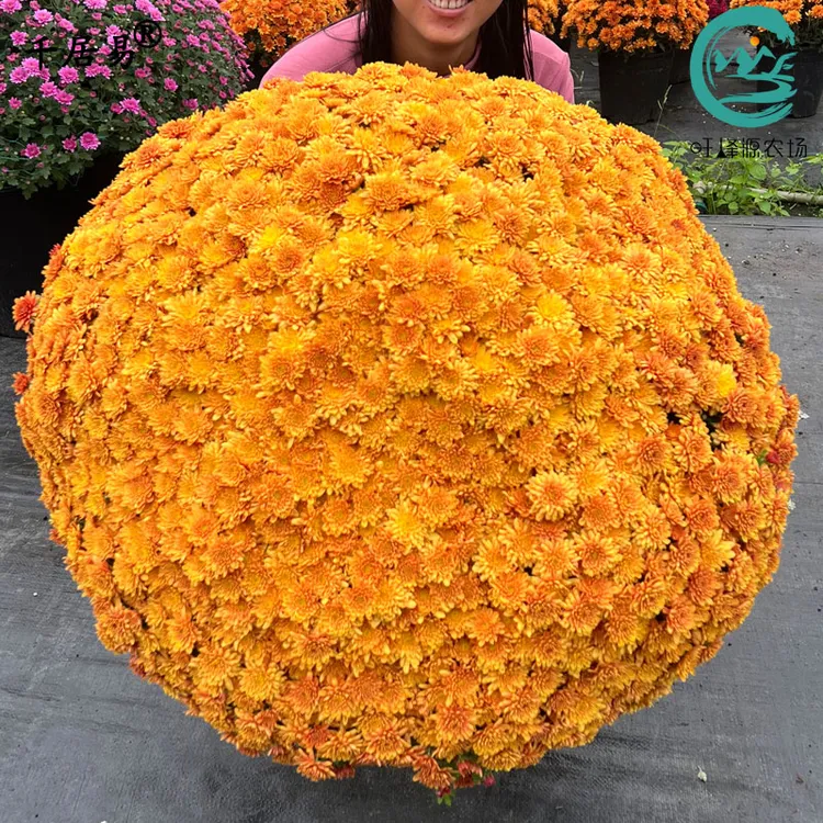 千居易球菊千头菊玛格丽特带花苞秋菊木茼蒿带盆栽好 旺峰源农场