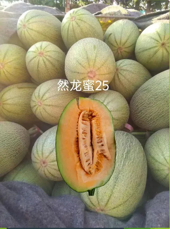 然龙蜜25厚皮甜瓜种子（200粒/袋）