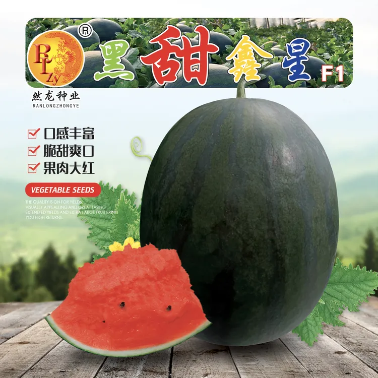 然龙黑甜鑫星甜王西瓜种子（200粒/袋）脆甜爽口
