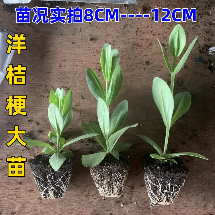 云南重瓣洋桔梗花苗多年生易养活庭院阳台盆栽花卉四季开花大花苗