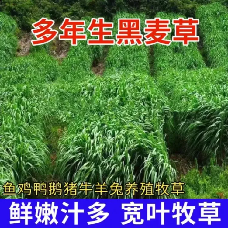 四季牧草种子多年生黑麦草籽鱼草四季高产养殖鸡鸭牛羊马牛牲口草