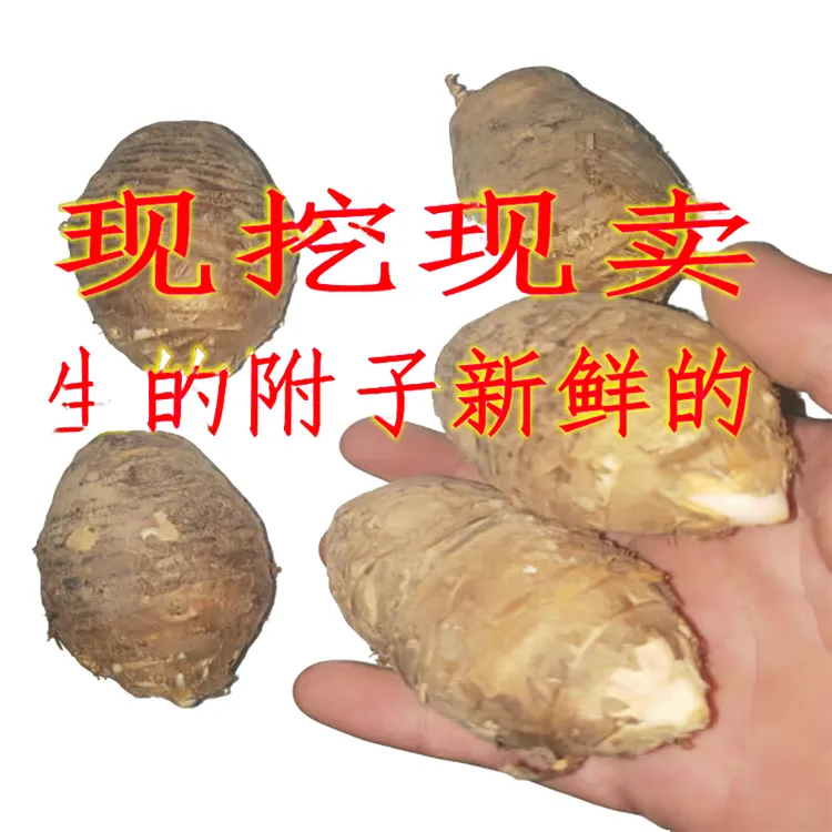 新鲜独角莲丁毒豆中药材种白附球子球根中草药生的