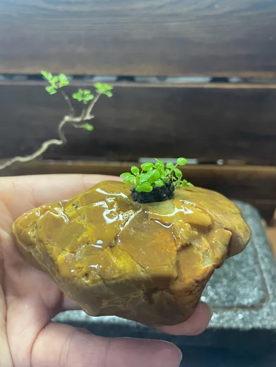 溪坑原石-创意设计 适合茶室茶桌 鱼缸造景等