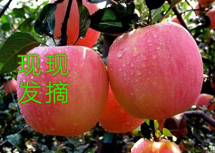 山西苹果大果香脆可口