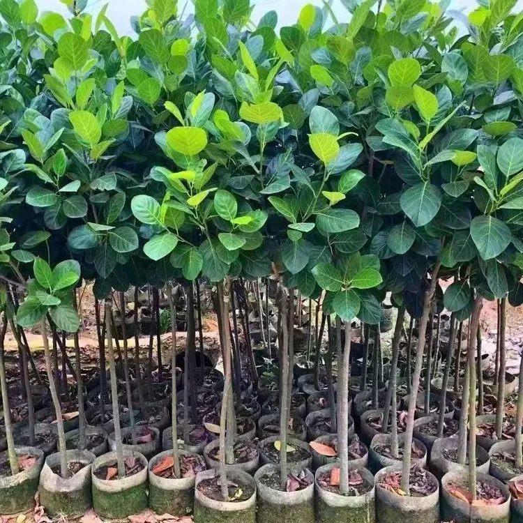 当年结果四季红肉菠萝蜜嫁接树苗耐寒耐热室外果树苗树菠萝南北种