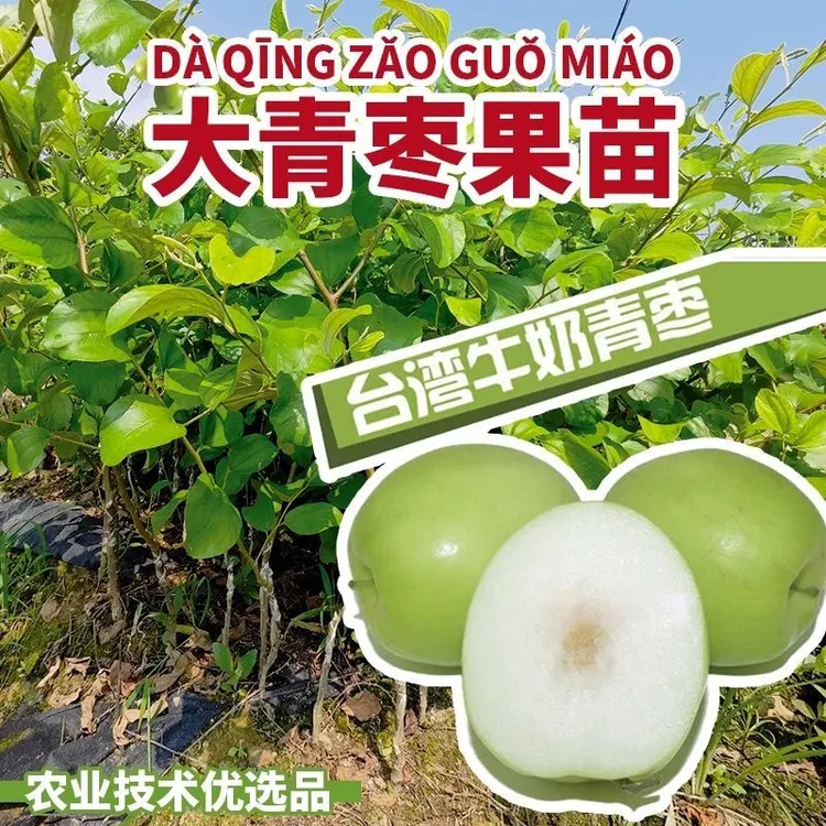 正宗嫁接台湾高产大青枣树苗大果牛奶枣脆甜苹果枣适合盆栽果树苗