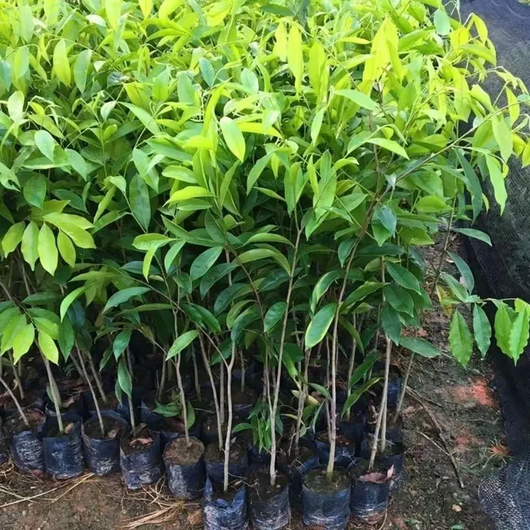 正宗名贵海南沉香树苗奇楠沉香沉香树苗沉香苗木沉香木苗批发包邮