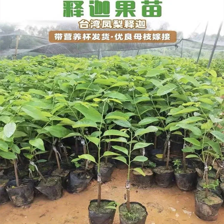 凤梨释迦苗台湾凤梨释迦佛陀佛头果嫁接苗南方阳台庭院盆栽花卉