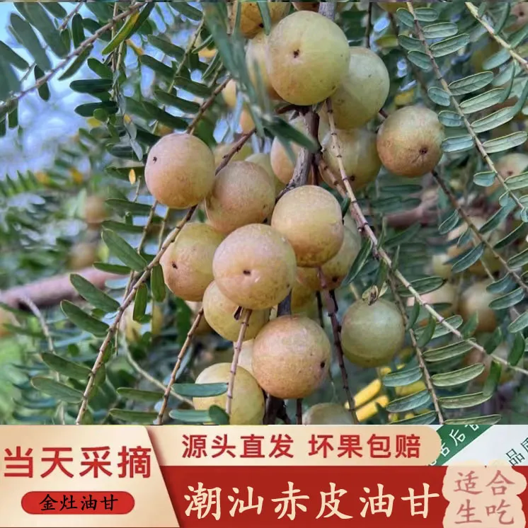 潮汕金灶赤皮新鲜油甘果橄榄余甘果牛甘果榨汁油甘果2斤装包邮